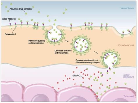  Dextran! A Versatile Biopolymer for Tissue Engineering and Drug Delivery?